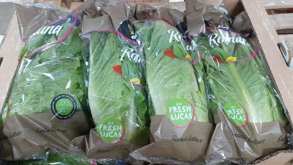 Salāti lapu "Romiešu"-Lucas 2.šķ, kg