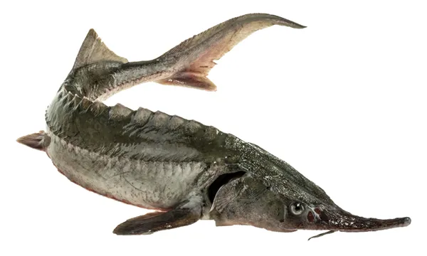 Sibīrijas store ķidāta, Fish Room, atdzesēta, ar galvu, 2-3kg, sver.