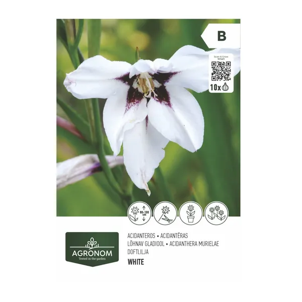 Acidantēras baltas Agronom SG26