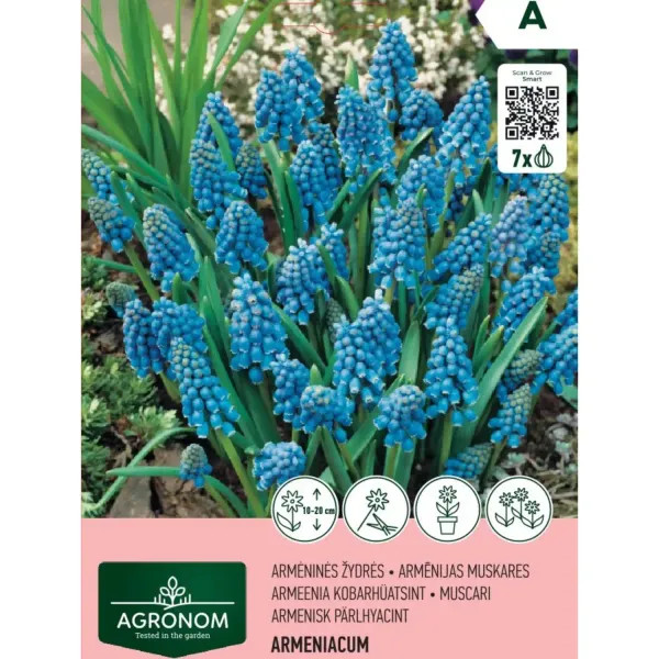 Armeniacum Agronom zili ziedi AG26