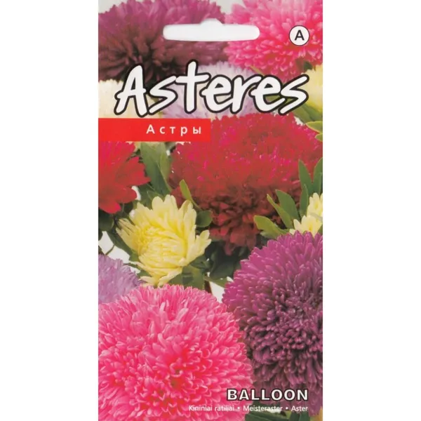 Asteres Balloon mix Kurzemes sēklas