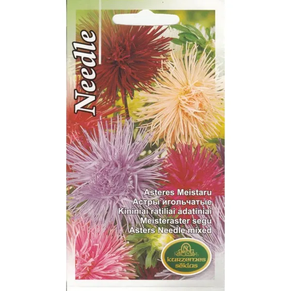 Asteres Needle Kurzemes Sēklas