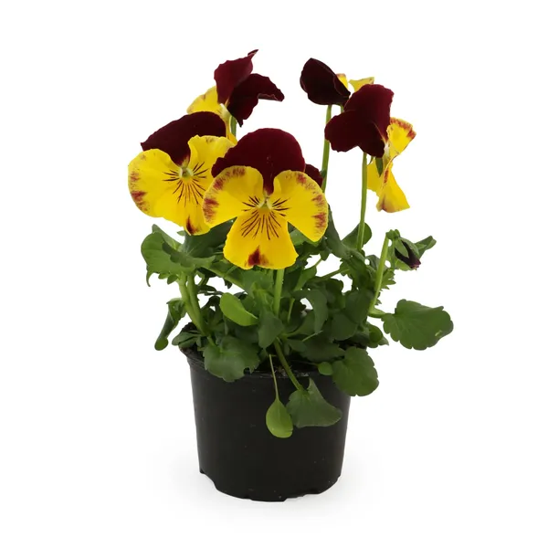 Atraitnīte podiņā D9/H20