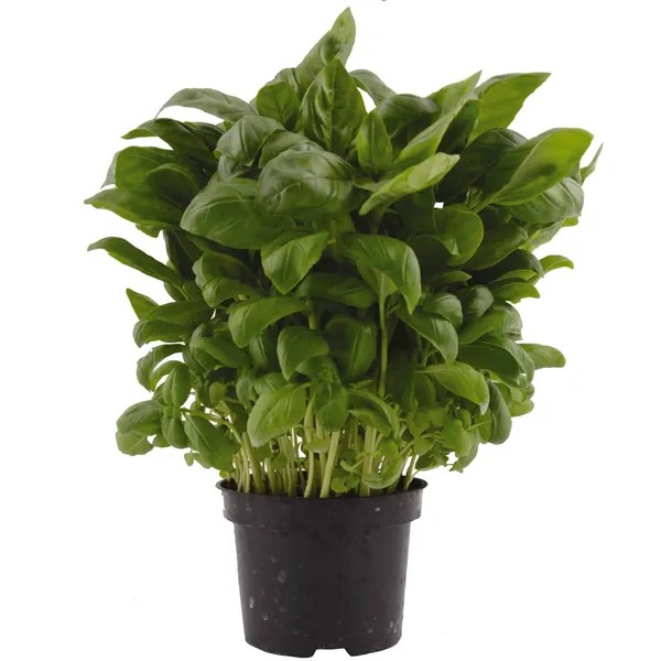 Baziliks podiņā, Latvija, gab., 1.šķ.