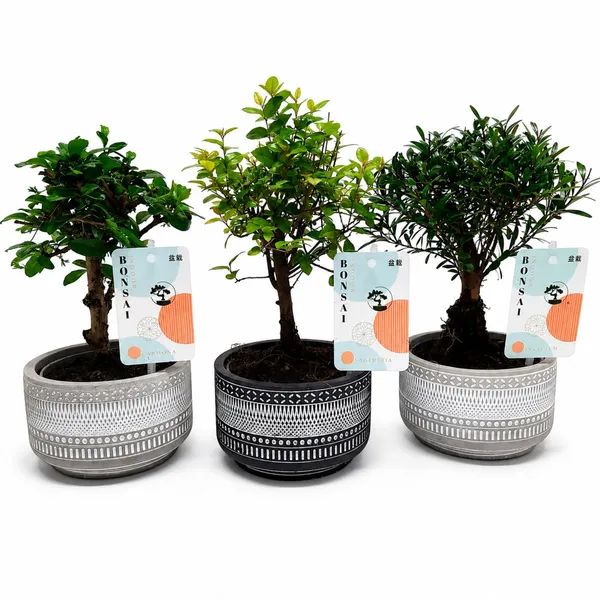 Bonsai podiņā D12/H22-25