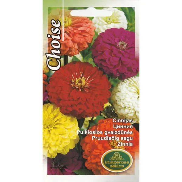 Cinnijas Choise Kurzemes Sēklas