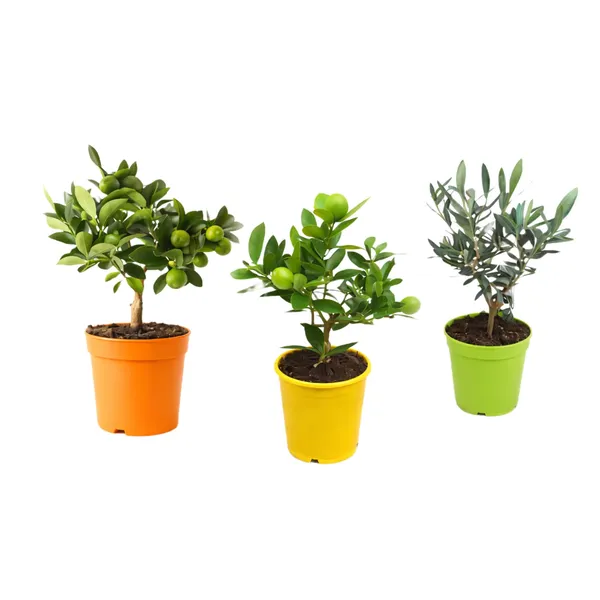 Citronkoks un Olīvkoks D12/H25-35