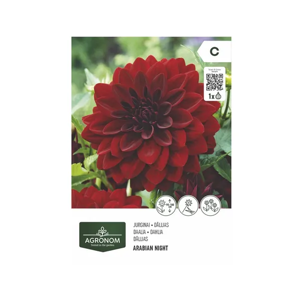 Dālijas arābu nakts Agronom SG26