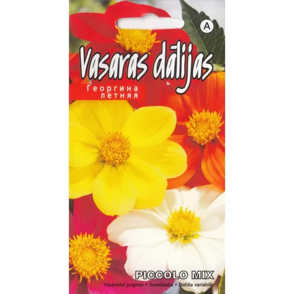 Dālijas Piccolo Kurzemes Sēklas