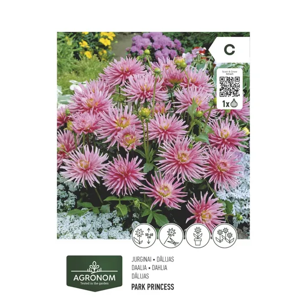 Dālijas park princess Agronom SG26