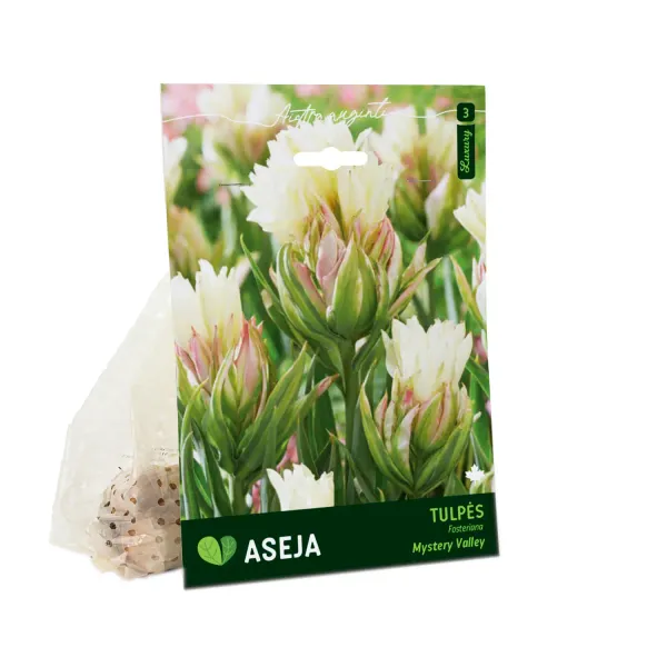 Fostera tulpju sīpoli Aseja Mistery Valley AW26