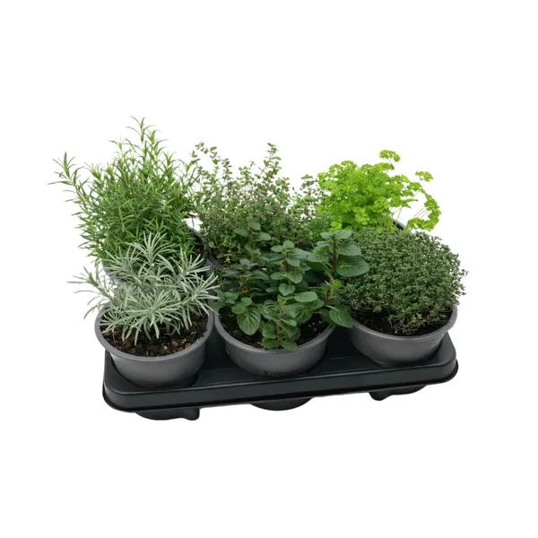 Garšaugu mix D14/H18-25