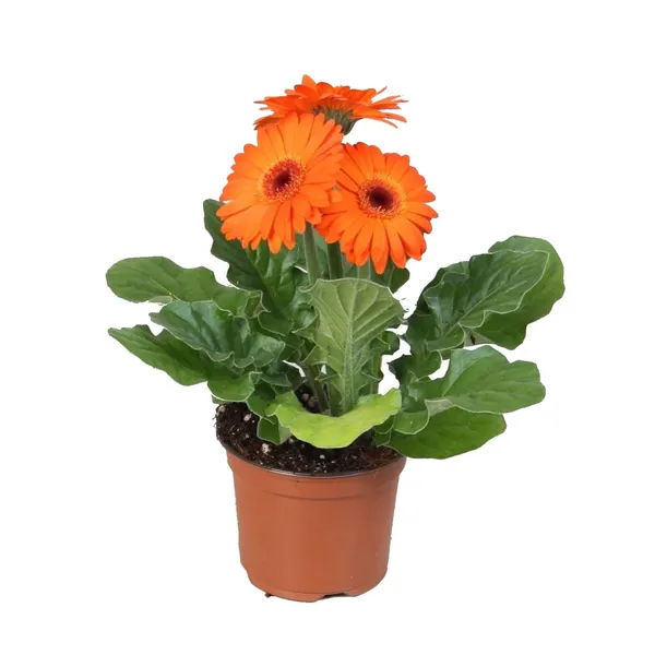 Gerbera podiņā D12/H30