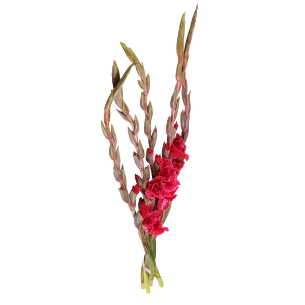 Gladiolas 75 cm, 1 kāts