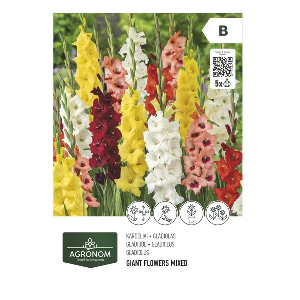 Gladiolas mix Agronom SG26