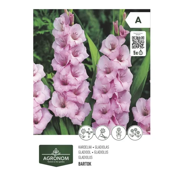 Gladiolas rose Agronom SG26