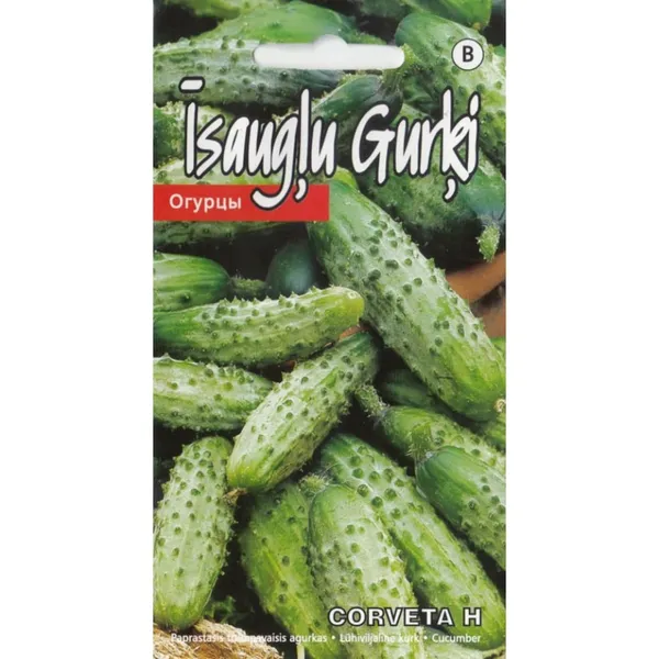 Gurķi Corveta H Kurzemes sēklas
