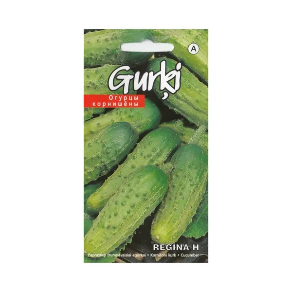 Gurķi Regina H Kurzemes Sēklas