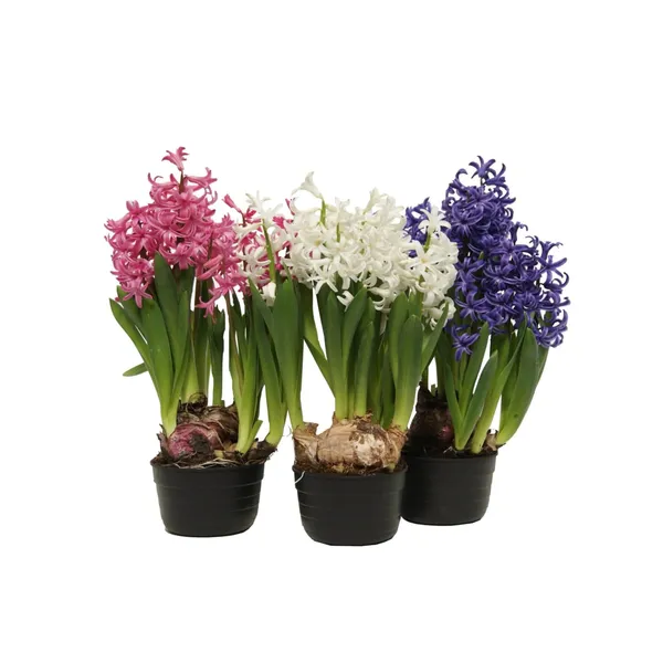 Hiacinte 3 sīpoli podiņā D12/H20