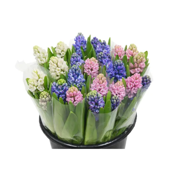 Hiacintes 30cm, 3 kāti