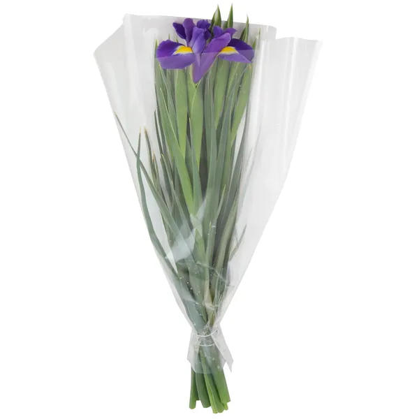 Īrisi 50cm, 11 kāti