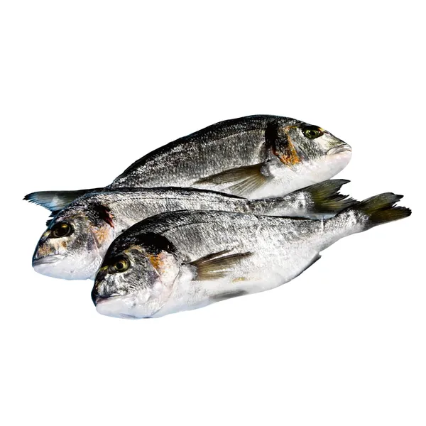 Zeltainā jūraskarūsa Dorada neķidāta ar galvu kg