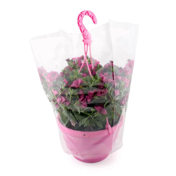 Kalibrahoja iekarenā podā D25/H30