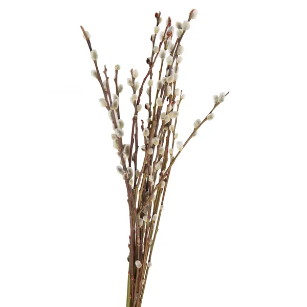 Kārklu bunte 10 kāti, 50cm