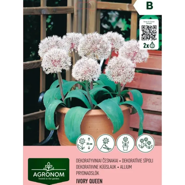 Ķiploki Agronom Ivory Queen AG26
