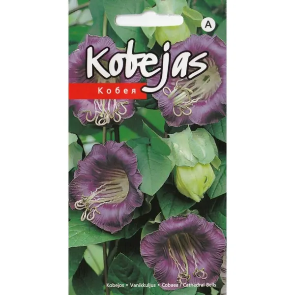 Kobejas violetas Kurzemes Sēklas