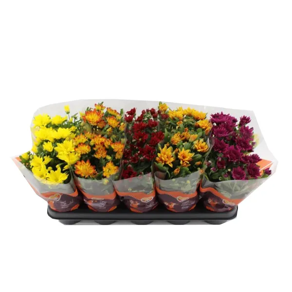 Krizantēmu Mix Rimi podiņā 12cm