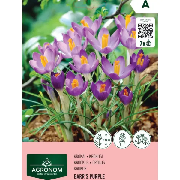 Krokusi Agronom Barr's Purple AG26