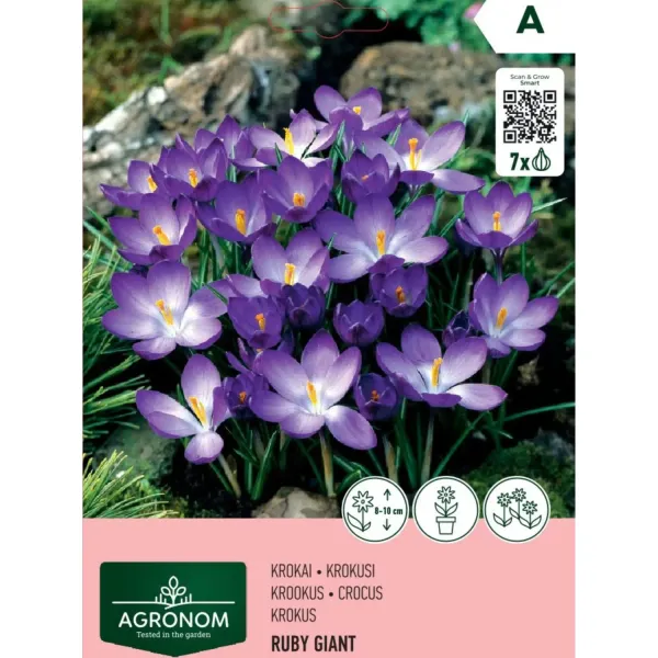 Krokusi Agronom Ruby Giant AG26