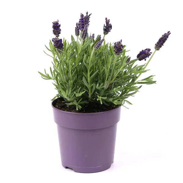 Lavanda podiņā D13/H25