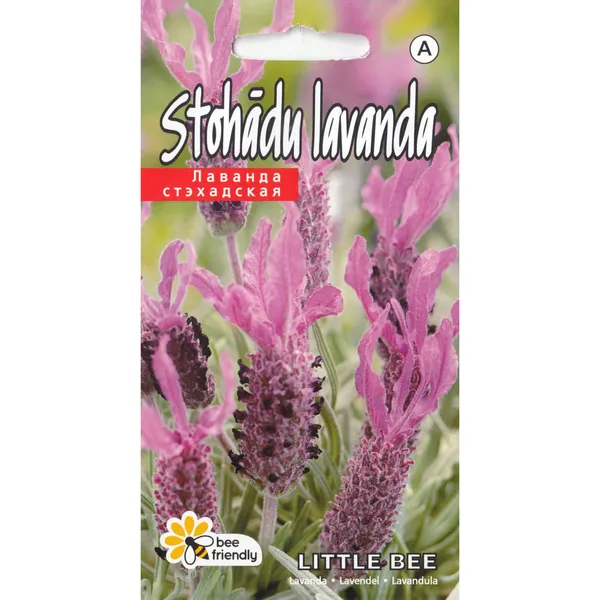 Lavandula Pedunculata Kurzemes Sēklas