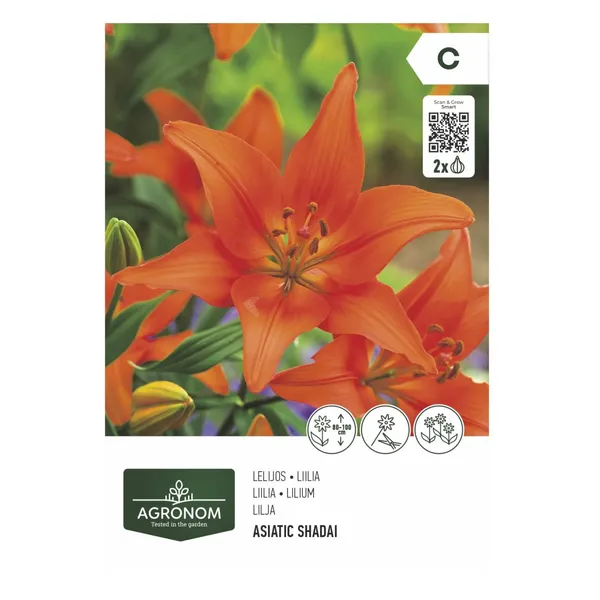 Lilija aziātiskā shadai Agronom SG26