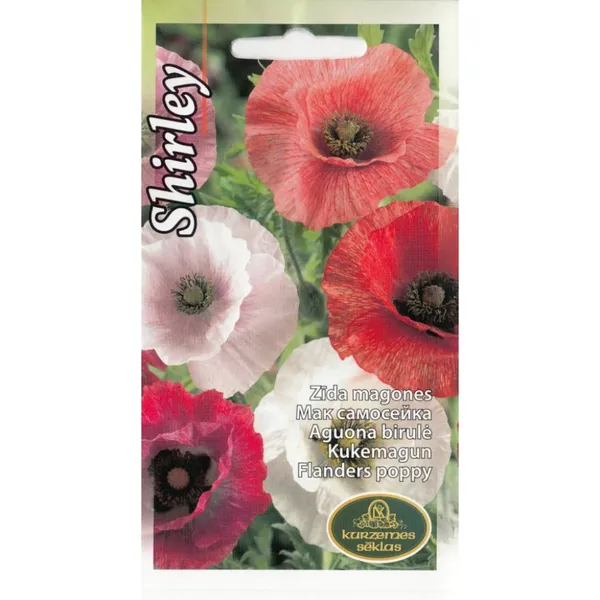 Magones Shirley Kurzemes Sēklas