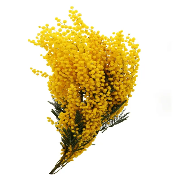 Mimozu pušķis 50cm, 3-5 kāti