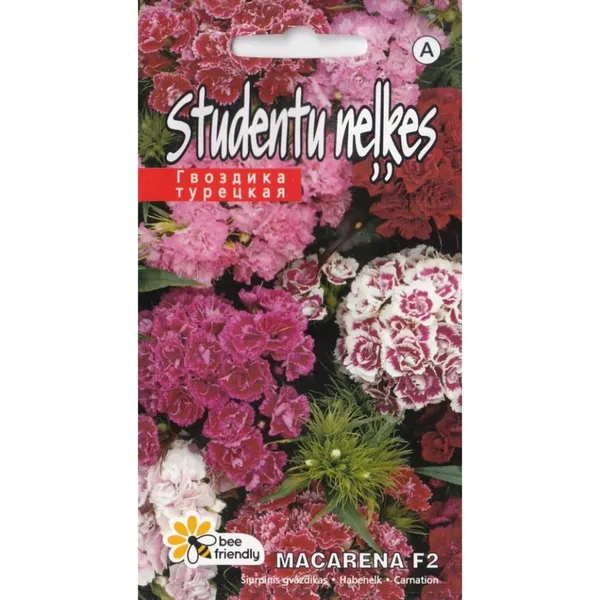 Neļķes studentu Macarena F2 Kurzemes sēklas