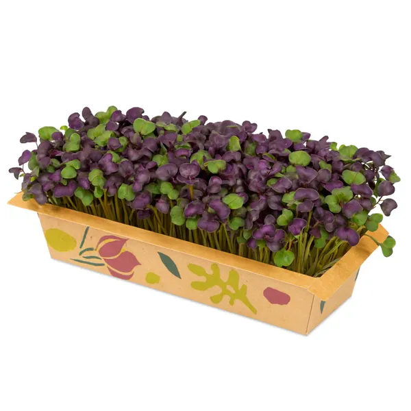 Pak choi mikrozaļumi 40g