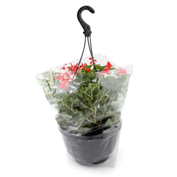 Pelargonija iek. podā D25/H30