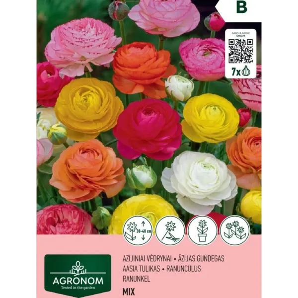 Ranunculus Agronom jauktas AG26