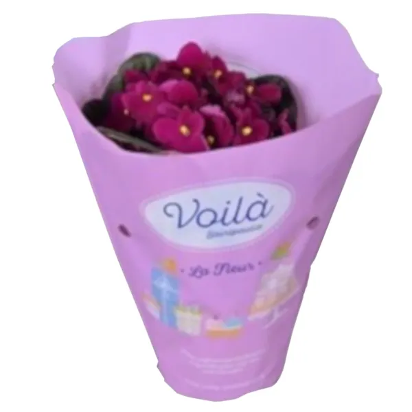 Sanpaulija podiņā D12/H20