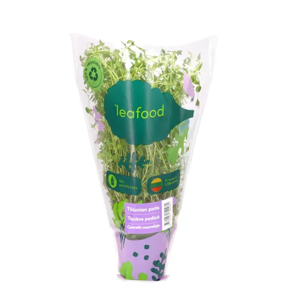 Timiāns podiņā gab.