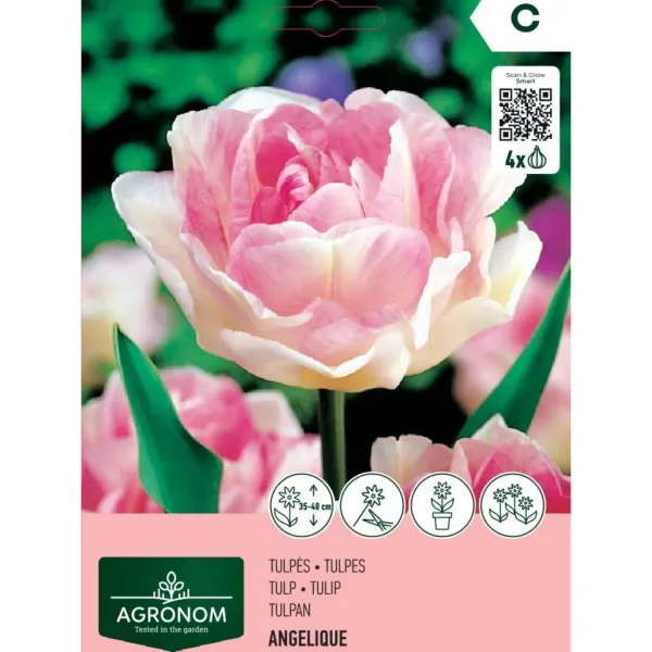 Tulpes Agronom Angelique AG26