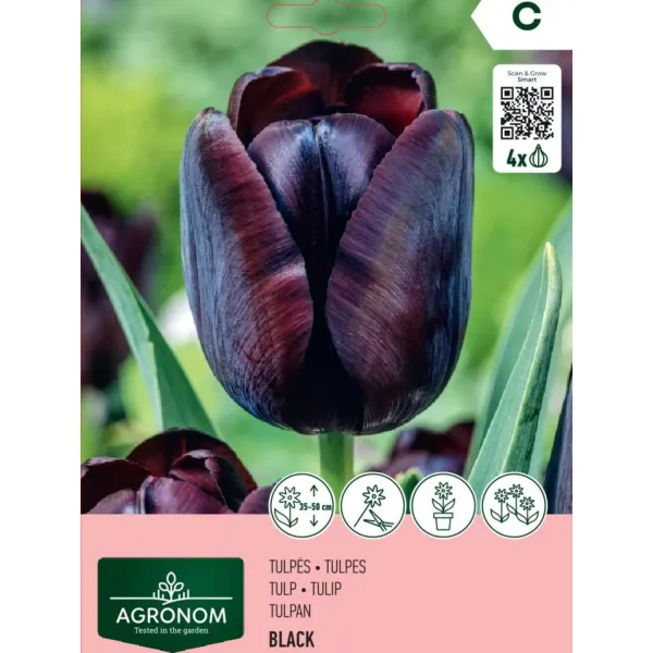 Tulpes Agronom Black AG26