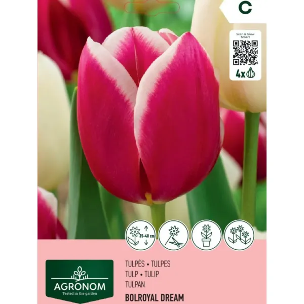 Tulpes Agronom Bolroyal Dream AG26