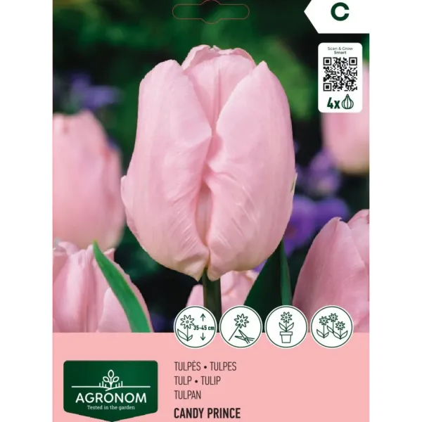 Tulpes Agronom Candy Prince AG26