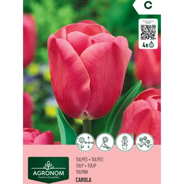 Tulpes Agronom Carola AG26