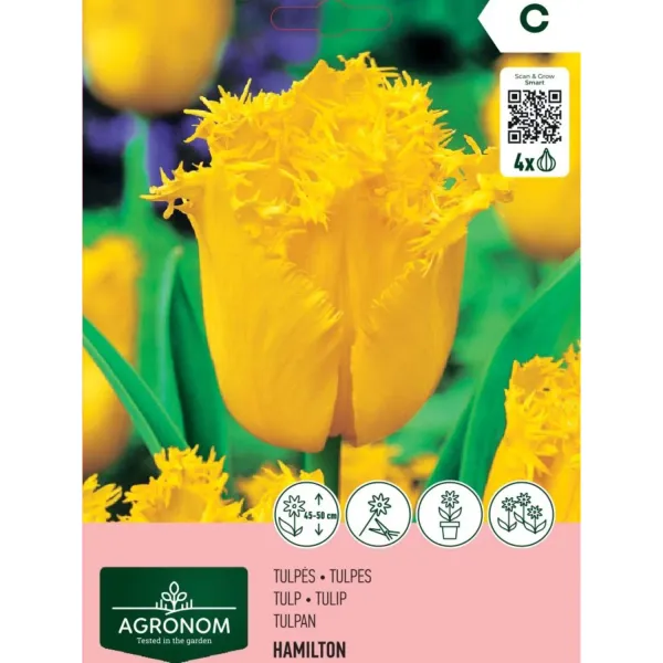 Tulpes Agronom Hamilton AG26